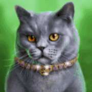 Символ Серый кот в Pretty Kitty
