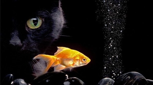 покер, три-бет, фиш, слабый противник, стратегия, регуляр, размеры ставок, борд, тип игрового стола, карты флопа, префлоп розыгрыш, карманные карты, слабые противники, ставка