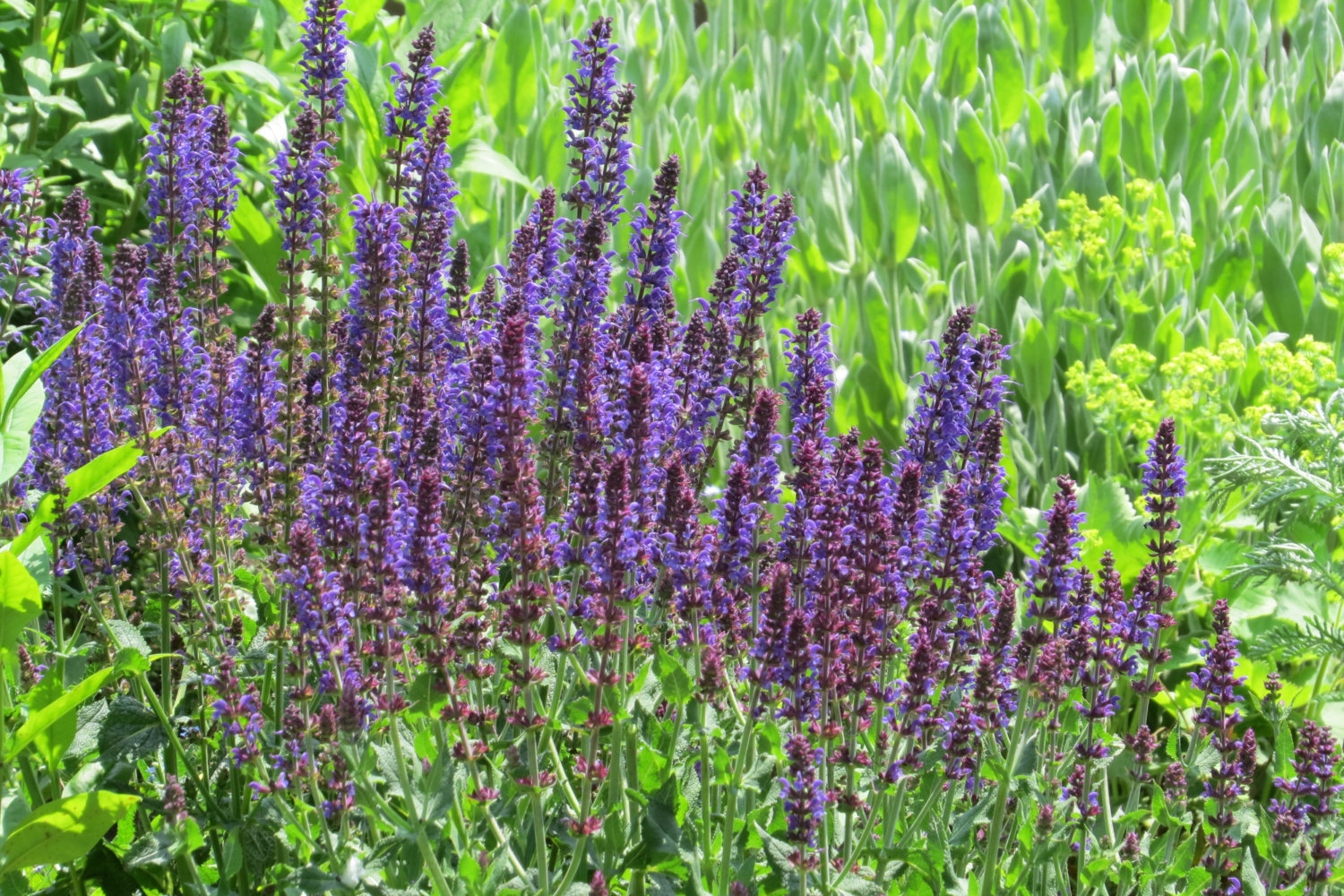 Шалфей на зеленом поле