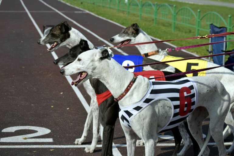 Dog racing betting systems good games to bet on today
