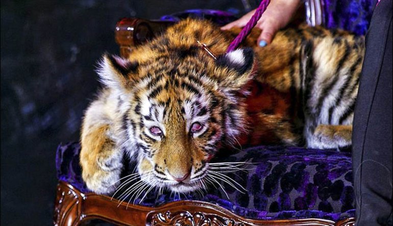 Казино хрустальный тигр отзывы ограбление казино смотреть онлайн hd 720 гоблин перевод