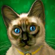 Символ Сиамская кошка в Diamond Cats
