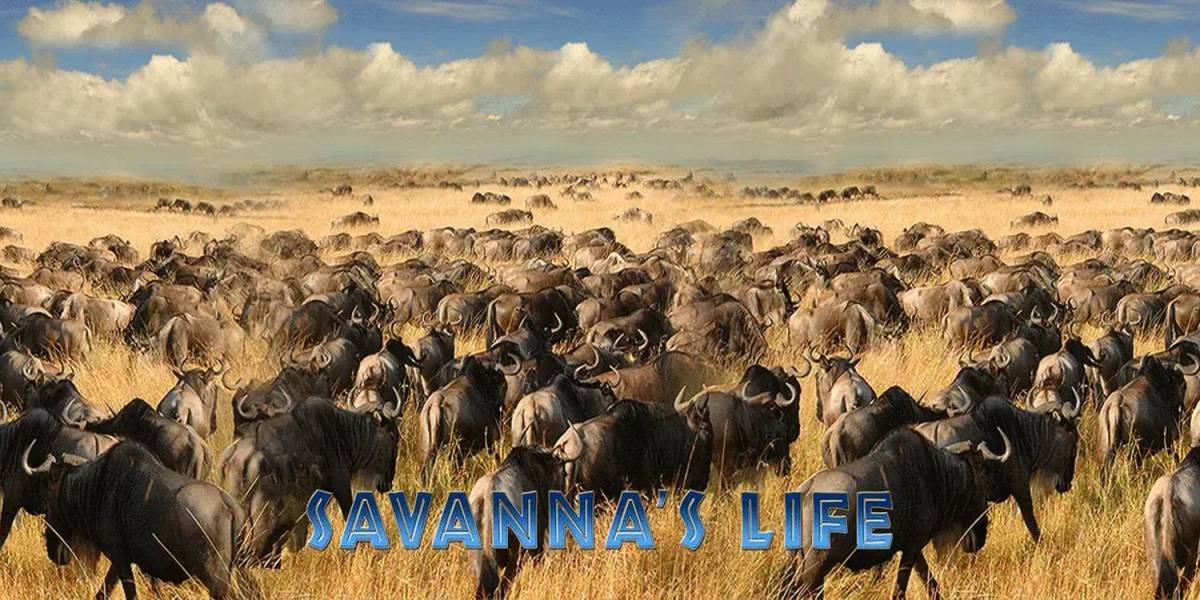 Savanna`s Life