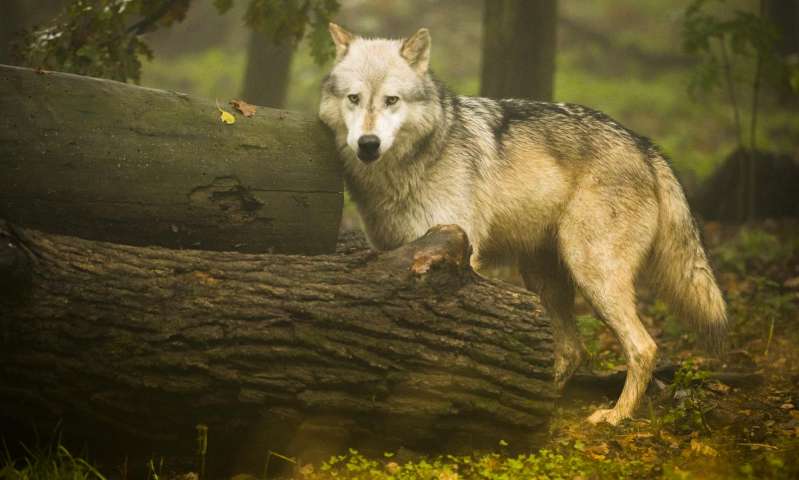 Азартные игры животных: волки рискованнее собак